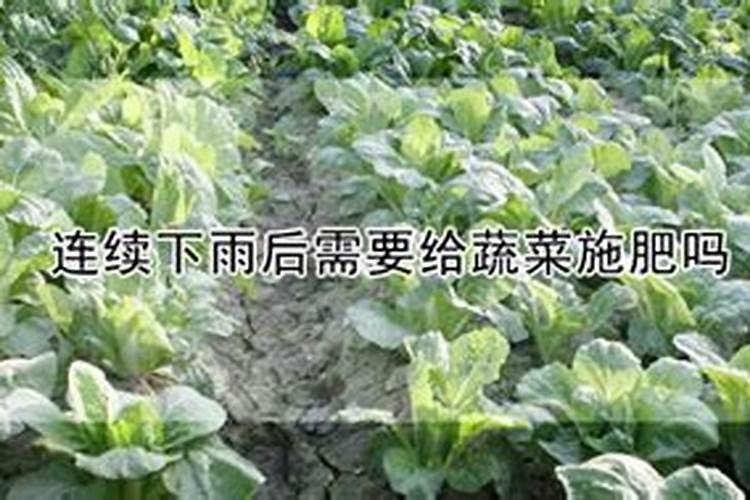 连续下雨后需要给蔬菜施肥吗