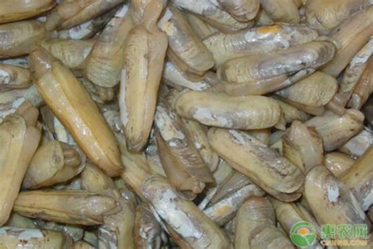 蛏子吃什么肥料