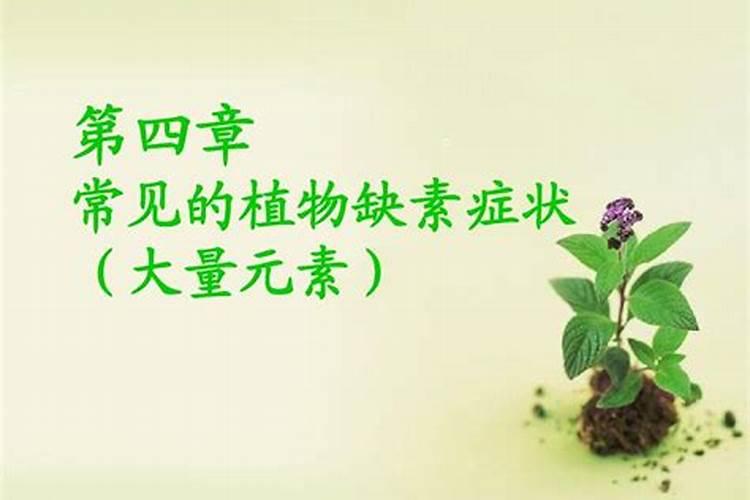 屈曲花的元素缺乏