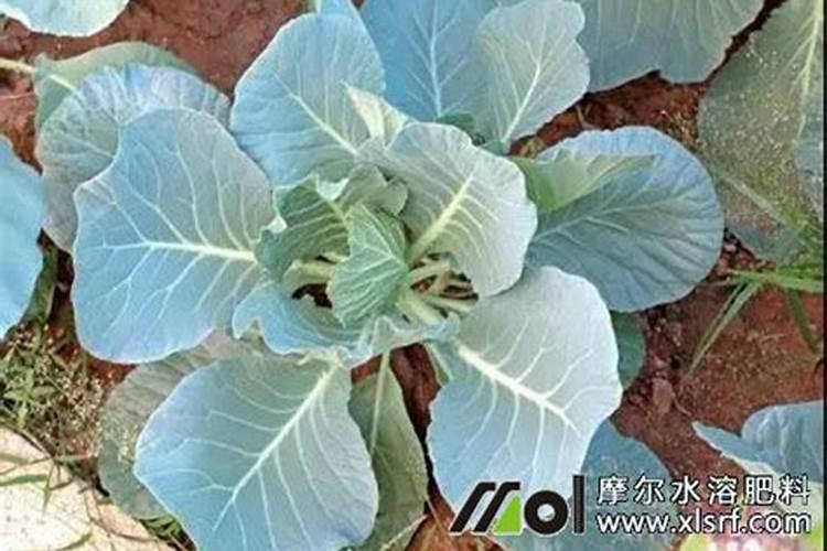 花棷菜多少天施肥一次