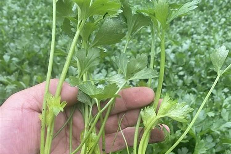 大棚小香芹病虫防治,求专家指导