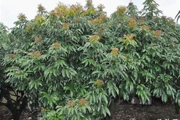 荔枝开花施什么肥