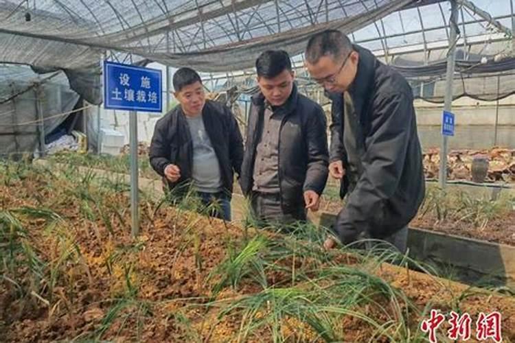 中药材专用叶面肥哪个品牌好？柴胡追肥用什么肥料好,一次冲施多少肥料合...