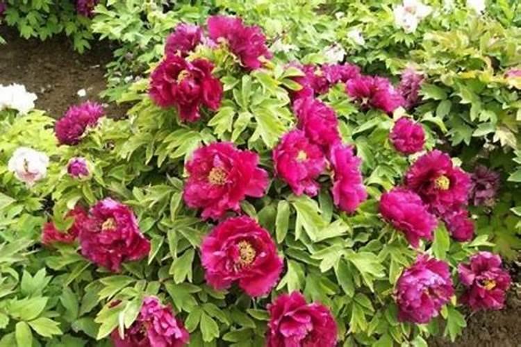 秋天牡丹移栽后什么时候施肥呀