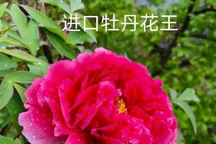 牡丹花什么时候施肥好