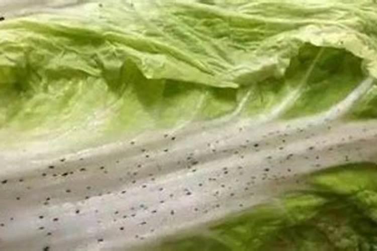 白菜最忌三种肥料