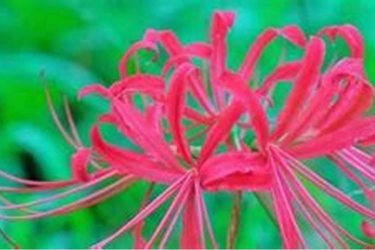 怎么给彼岸花施肥