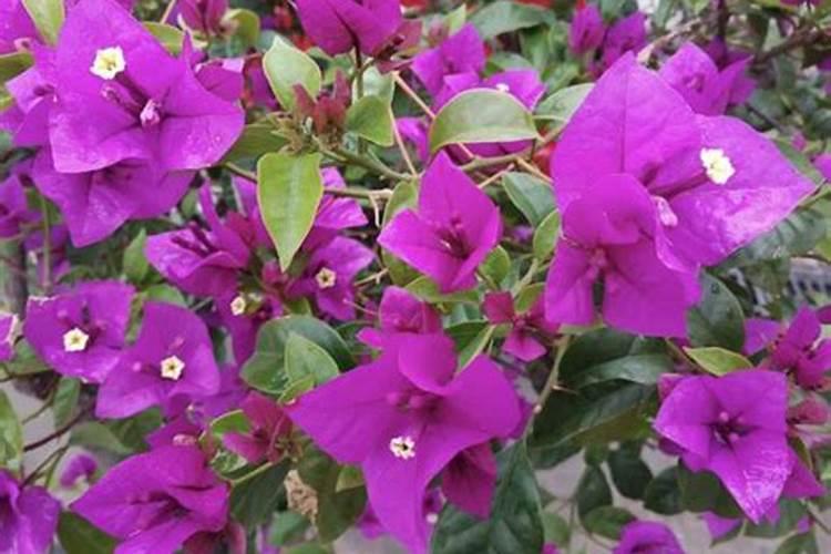 硫酸钾、硝硫基两种化肥料那种好