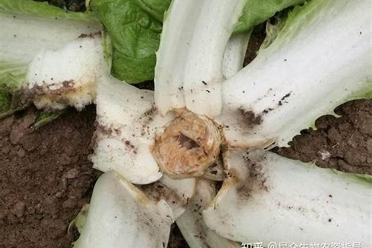 大白菜烂根的原因及防治方法