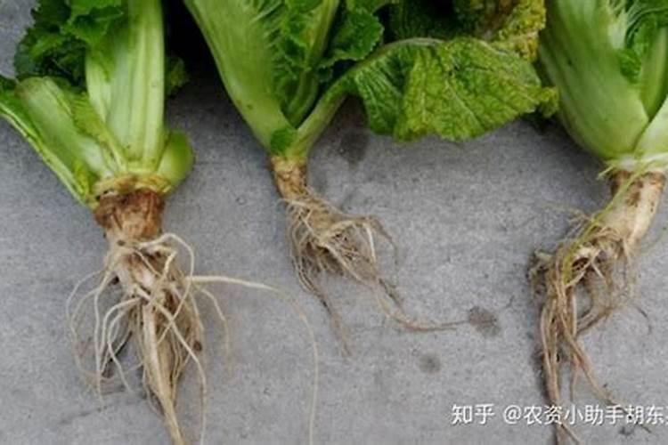 白菜烂根烂心怎样防治？