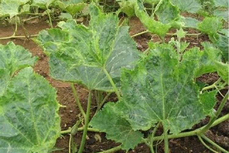 南瓜移栽后多少天可以施肥