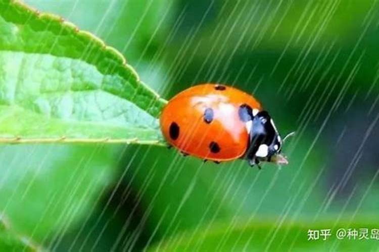 水溶肥有什么作用和优点