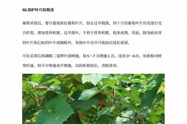 葡萄冲施肥在什么时候冲施好