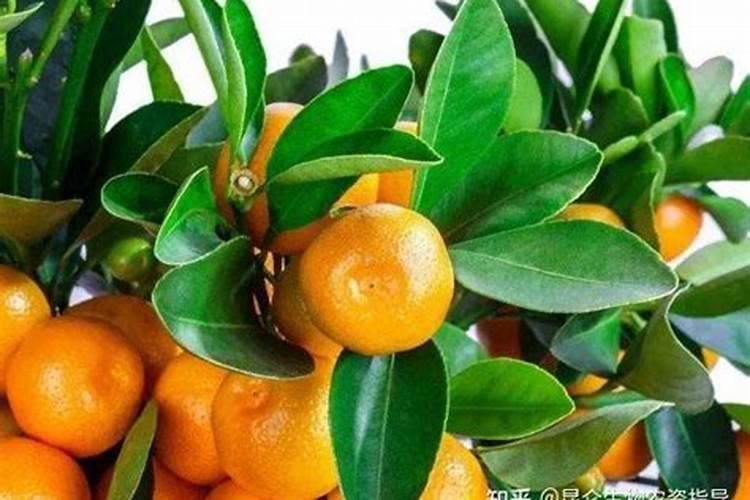 柑橘果实膨大期追肥:磷钾肥增甜膨大调色师着色靓果