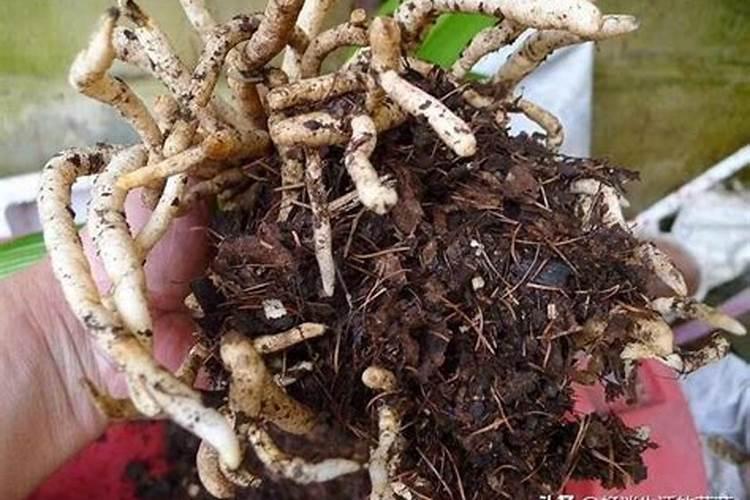 剪完的干花枝可以埋在土里当肥料吗？