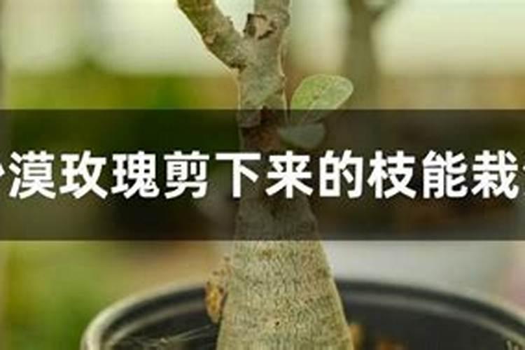 剪下来的花枝怎么养活