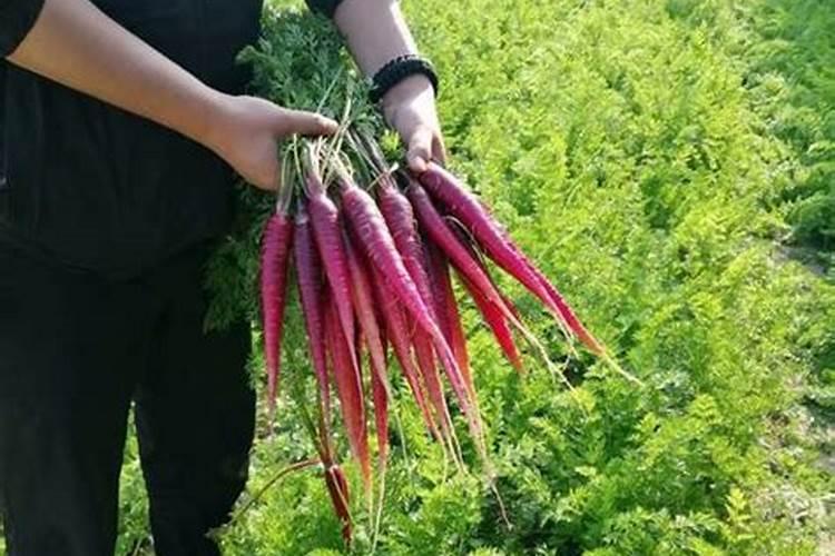 种植胡萝卜用什么肥料好