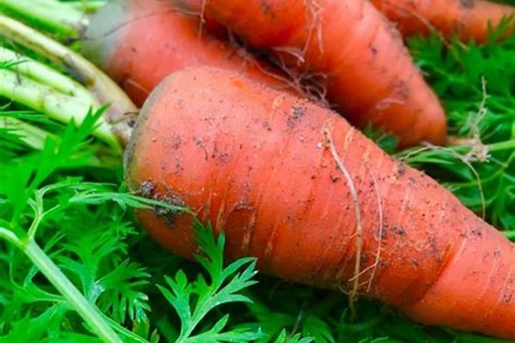 胡萝卜什么时候停肥停水？