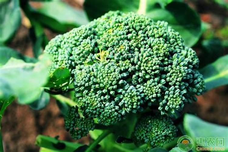 西兰花空心是啥原因？西兰花空心的防治措施!