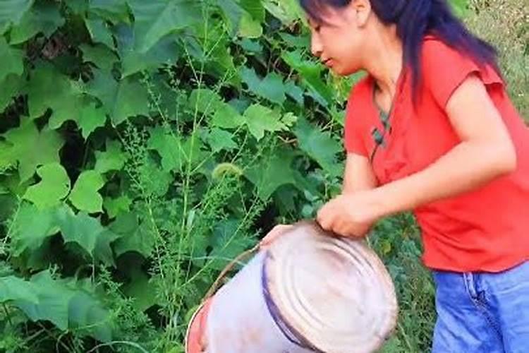 废菜叶怎样做成有机肥