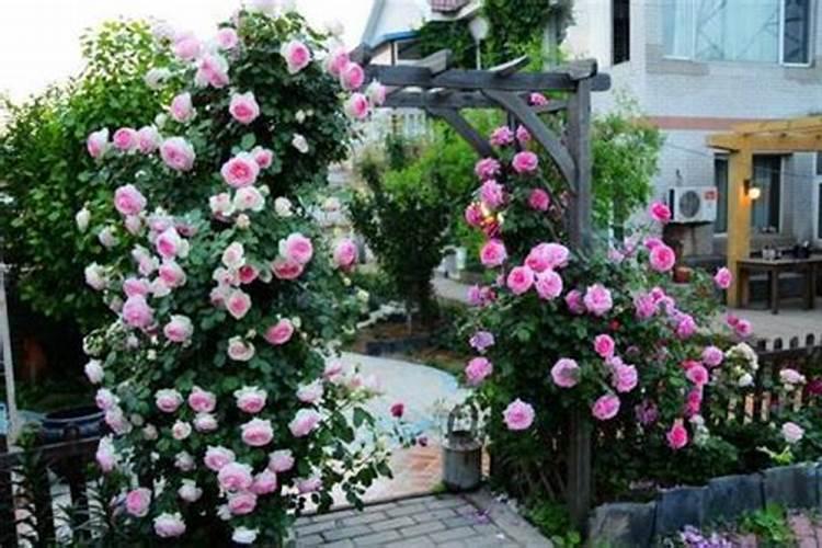 月季施什么肥开花最好