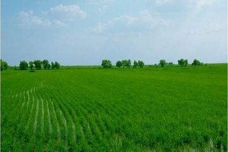 复合肥撒在秧田想泡沫一样飘在水面上,怎么回事