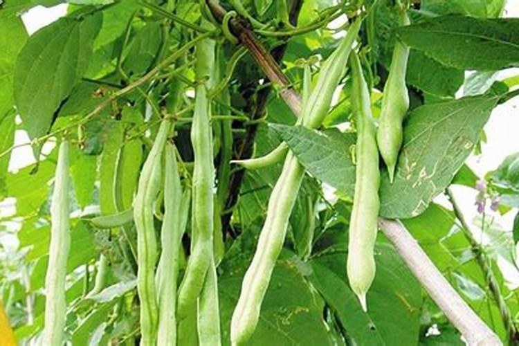 豆角种植怎样才能高产
