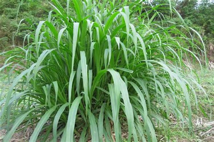 磷肥和氮肥有区别吗