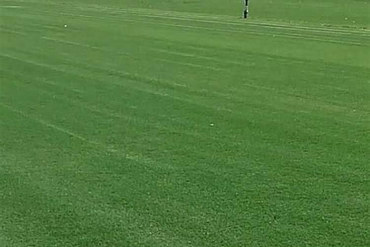 草坪能用尿素磷肥磷肥钾吗