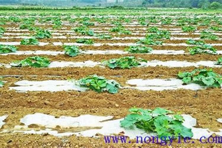 南瓜移栽后如何管理