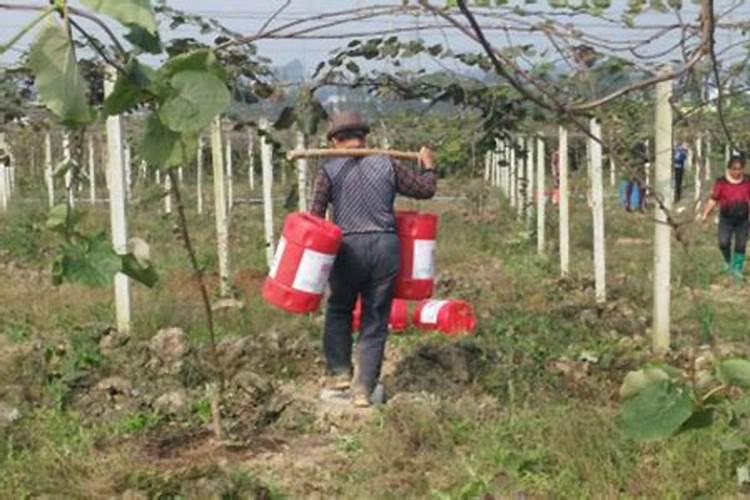 猕猴桃什么时候施磷肥最好