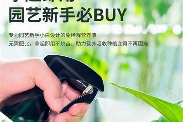 驱蚊草叶子发黄怎么办？