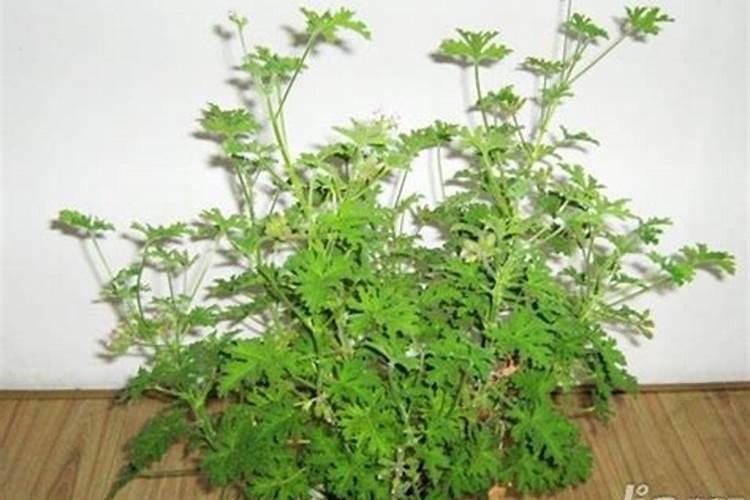 驱蚊草叶子总是发黄是怎么回事？