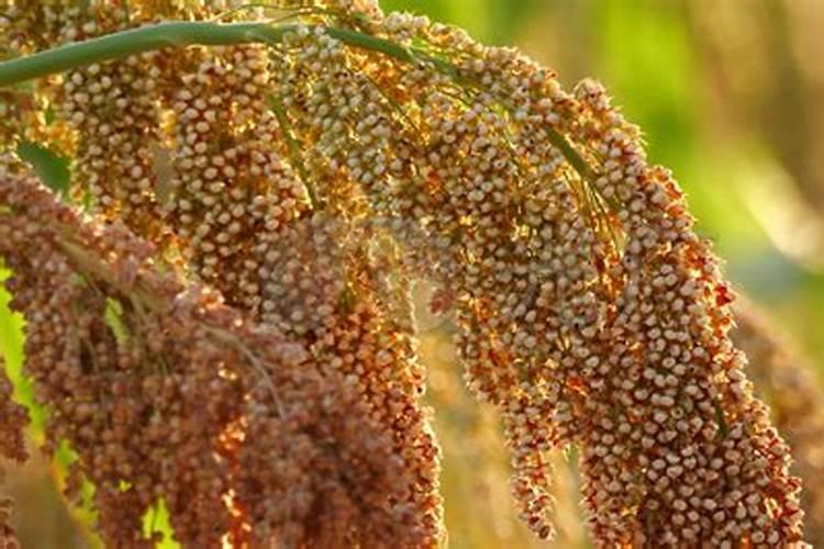 郎糯红19号高粱灌桨使用技巧和注意事项详解