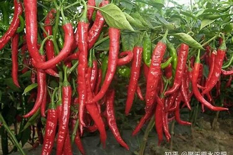 辣椒用什么肥料产量高？辣椒挂果期用什么化肥好？