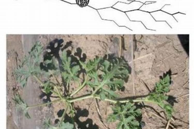 西瓜冲施什么肥料好？西瓜用什么肥料产量高？西瓜喷施用什么肥料好？