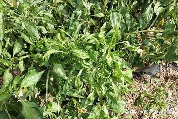 辣椒病毒冲什么药最好