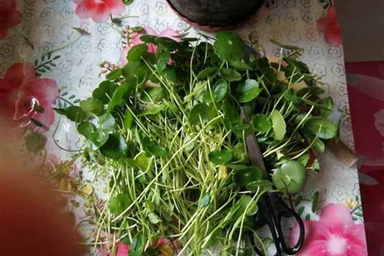 金钱草怎么水养 金钱草养护呢