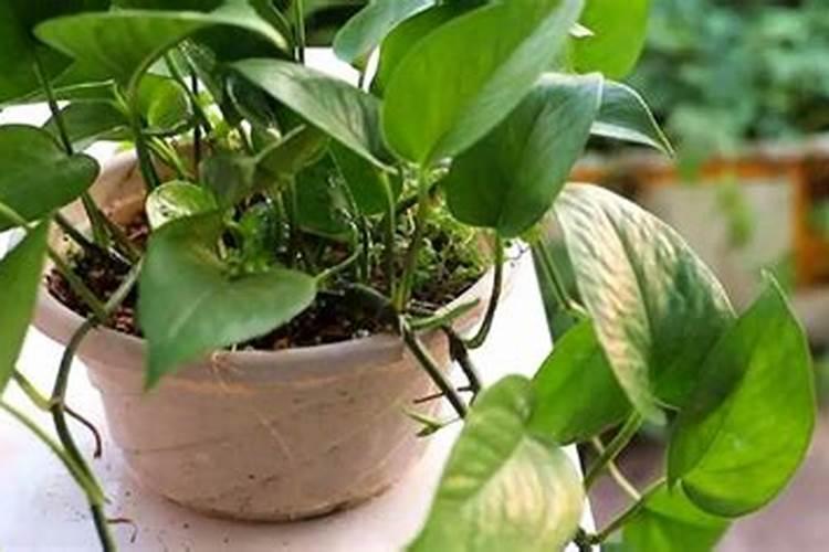 栀子花秋季养护:可以换盆吗？