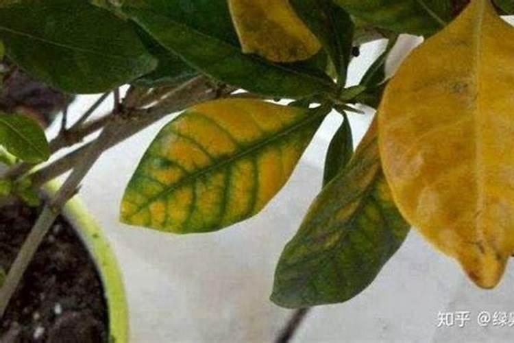 花叶泛黄,施什么肥好