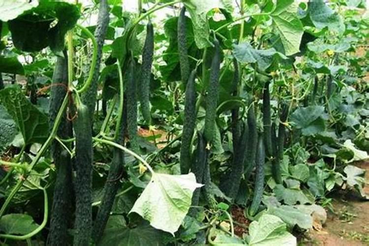 栀子花缺肥表现,叶子变薄并发黄