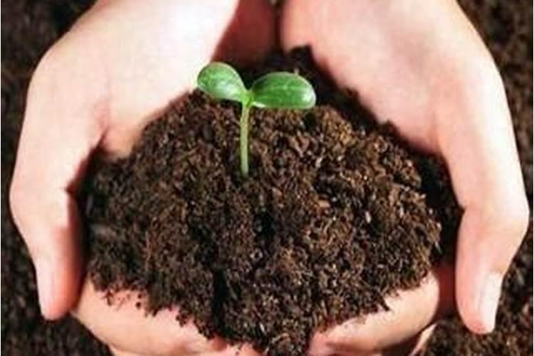 常见花春天应该怎么施肥