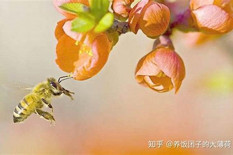 秋玉米最佳种植时间具体