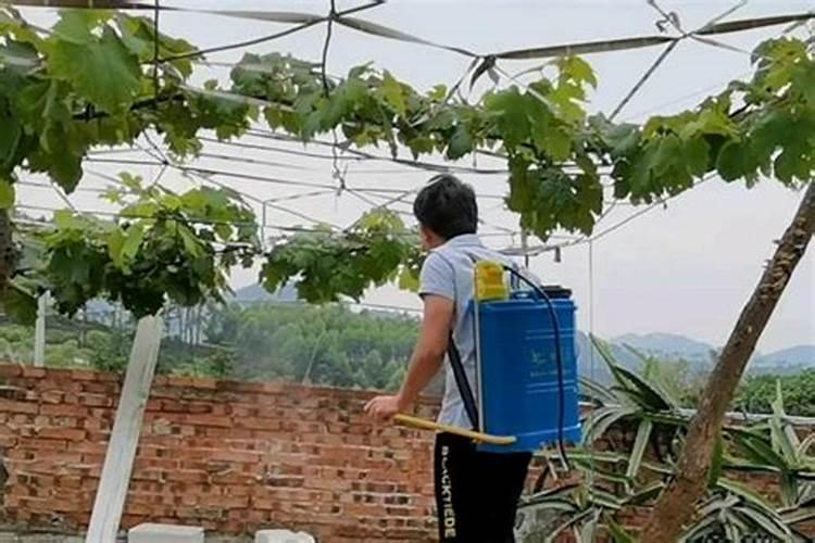 大棚葡萄冬季栽培与管理方法