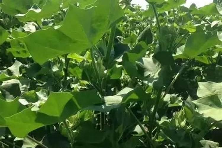 棉花后期施肥最佳配方