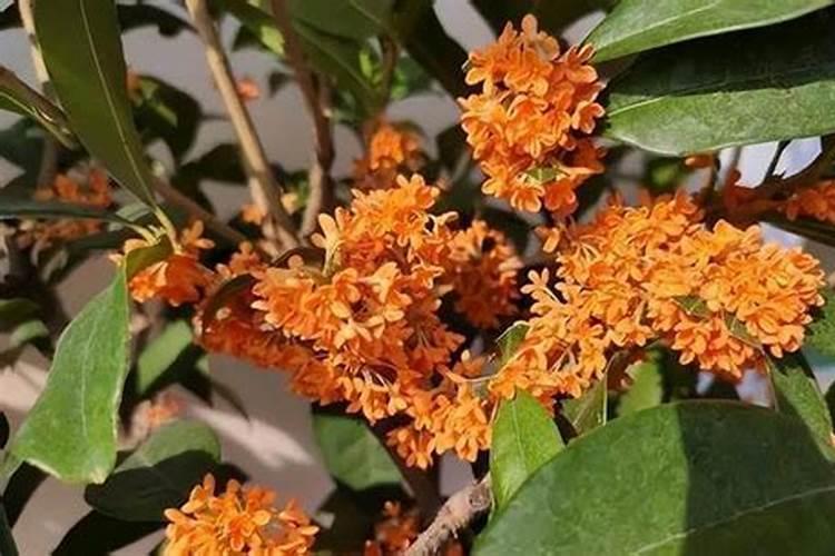 桂花施什么肥长得快