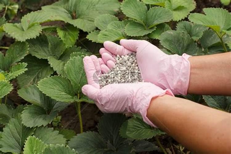 橡胶树最好的肥料是什么？