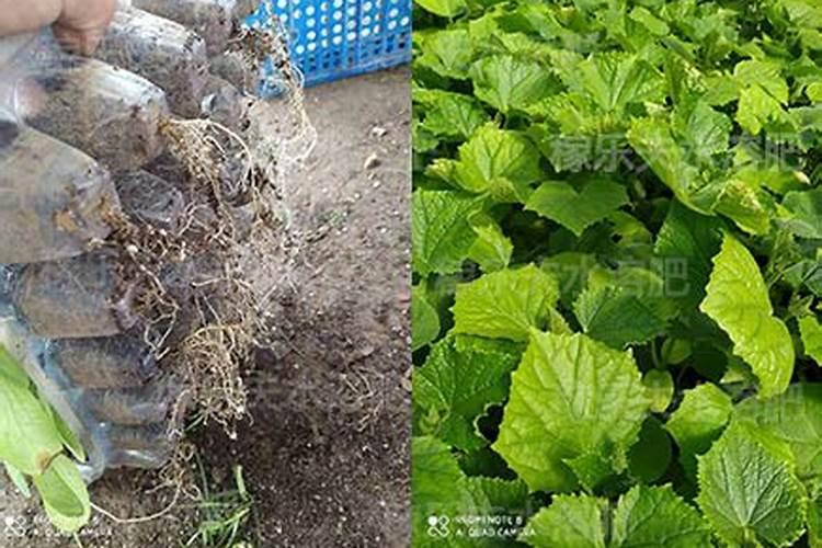 生根壮苗用什么肥料最好