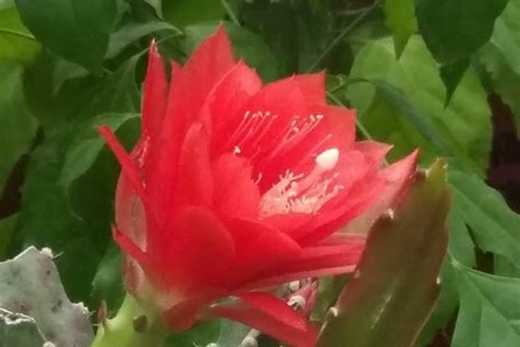 令箭荷花几月份长花苞