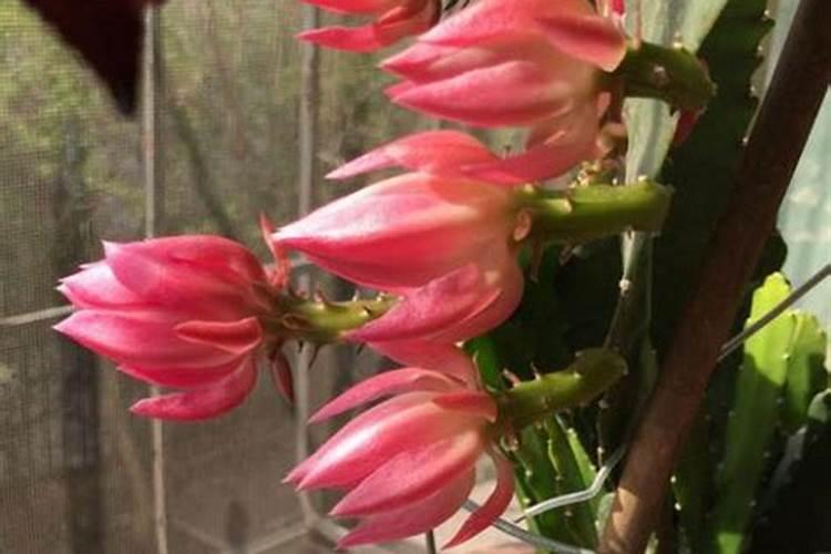 令箭荷花几月份长花苞